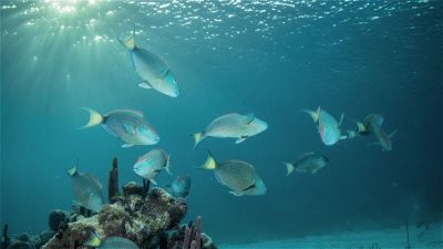 Fish near Beachfront at Windsong on the Reef
