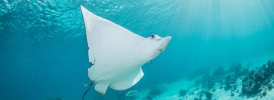 Stingray under water